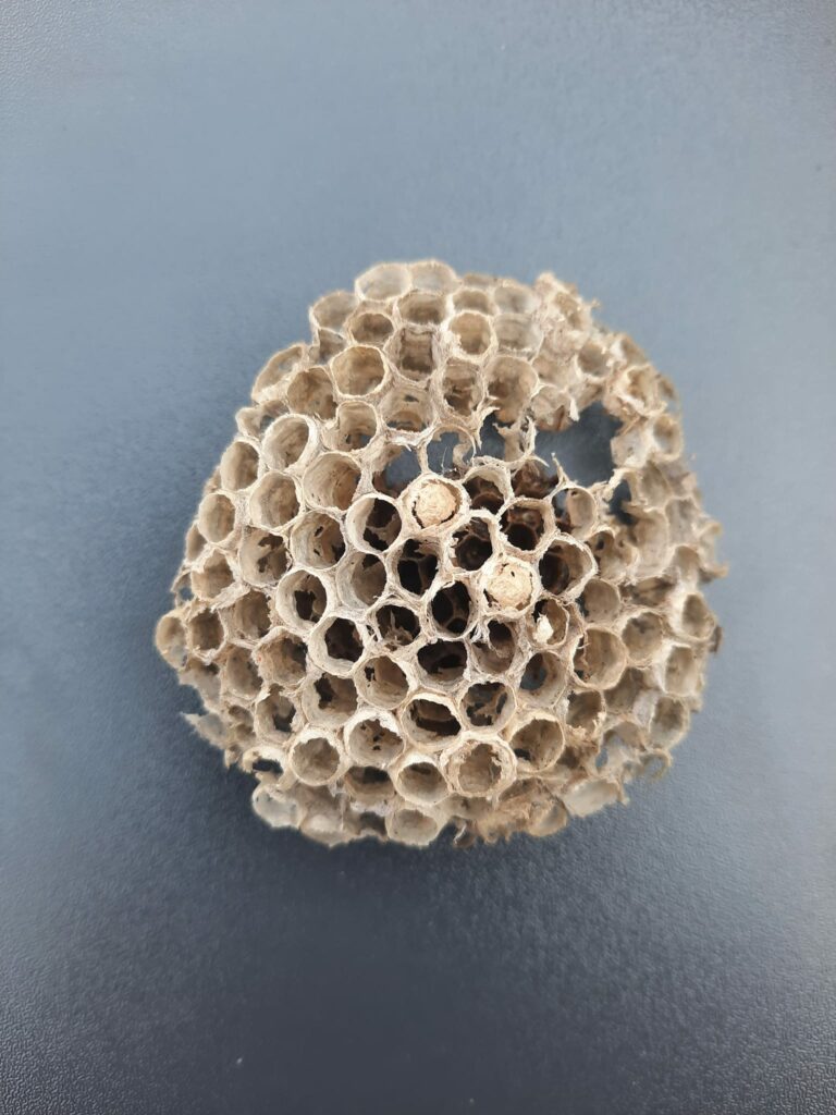 ancien nid de guepes polistes