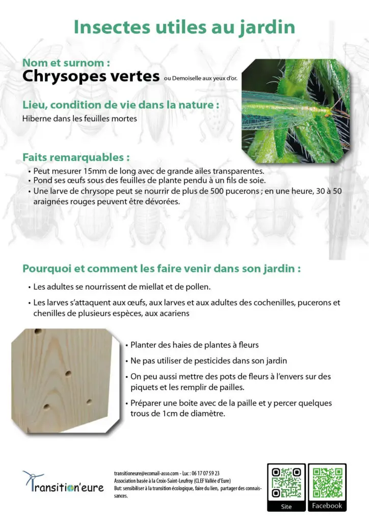 Fiches insectes10