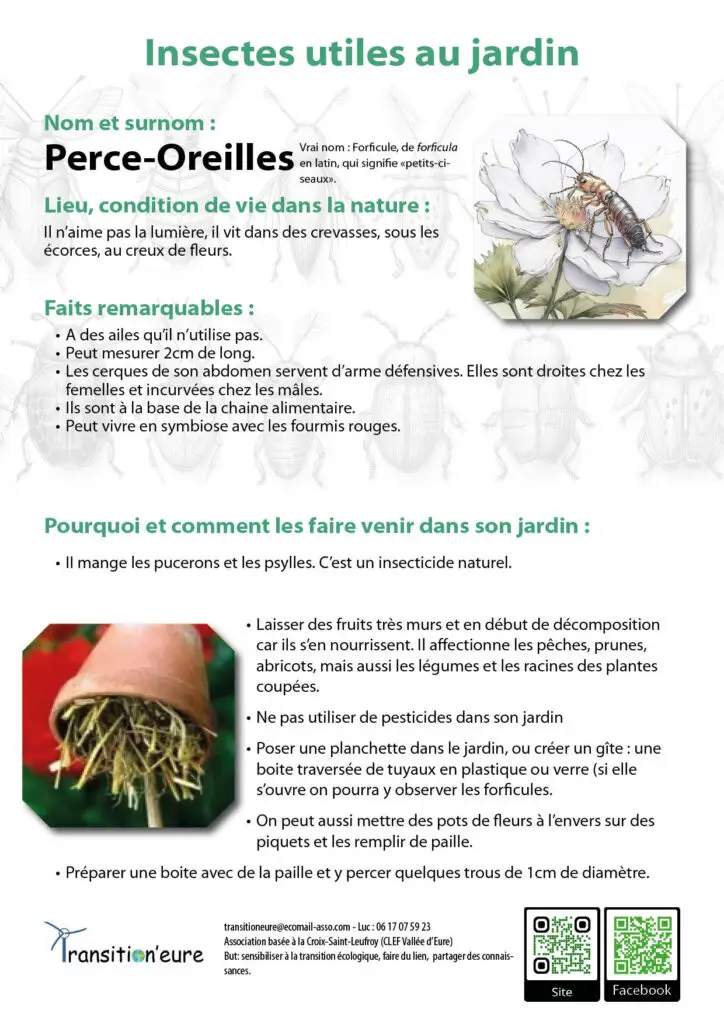 Fiches insectes11