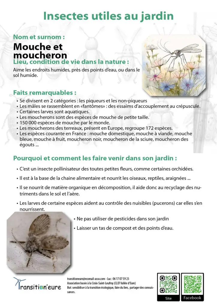 Fiches insectes2