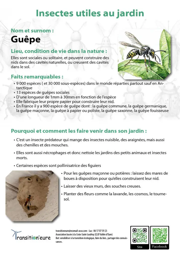 Fiches insectes3
