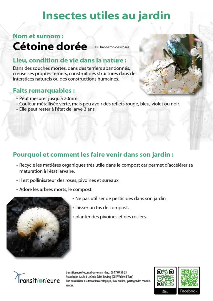 Fiches insectes4
