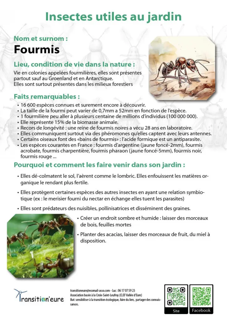 Fiches insectes5