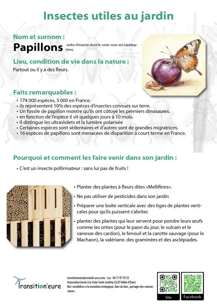 Fiches insectes6