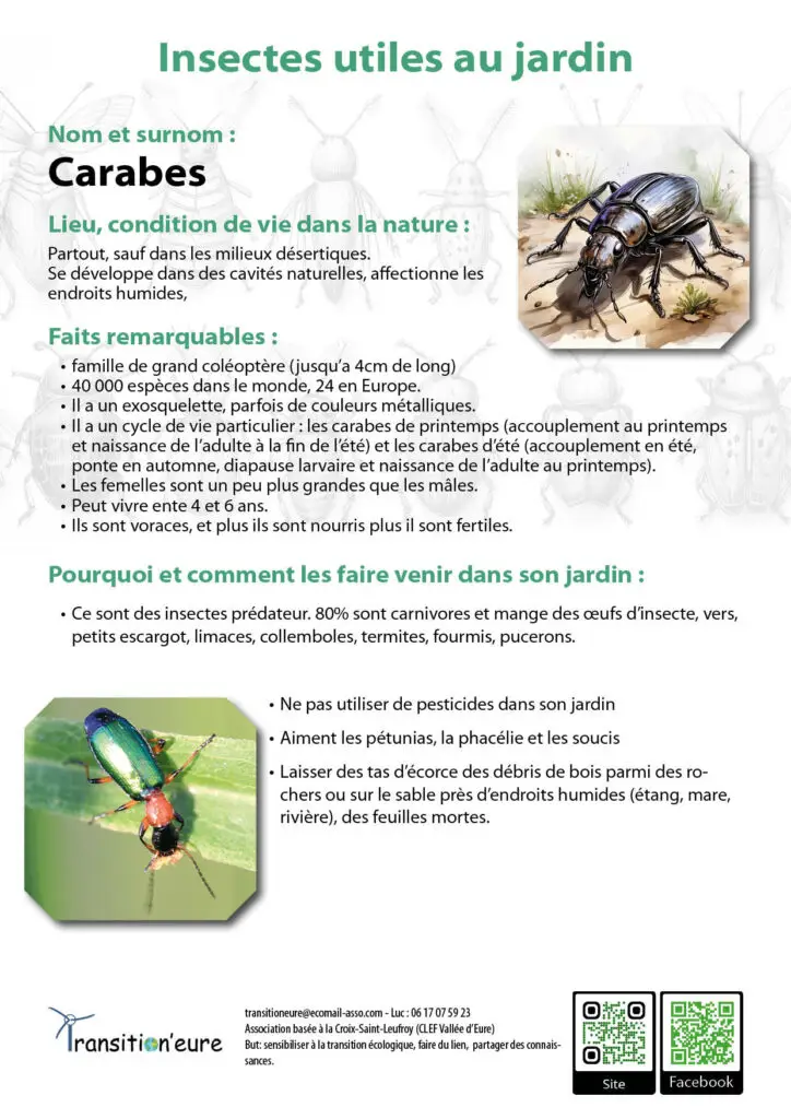 Fiches insectes7