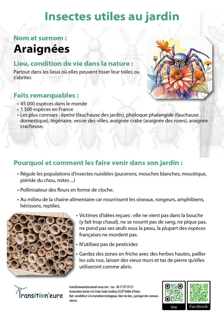 Fiches insectes8