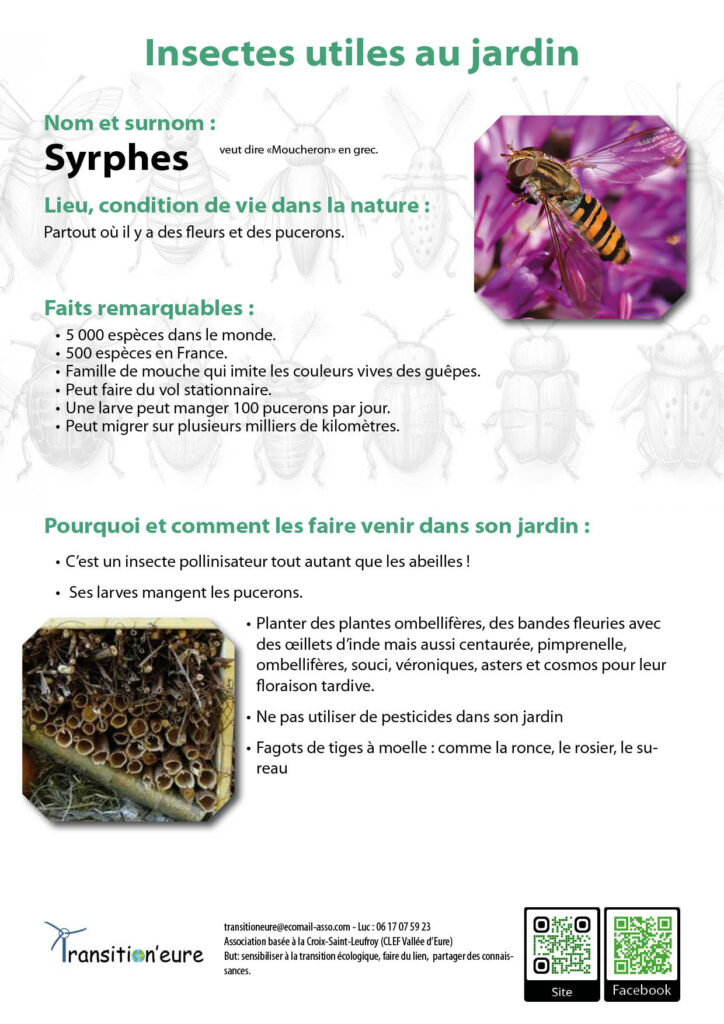 Fiches insectes9